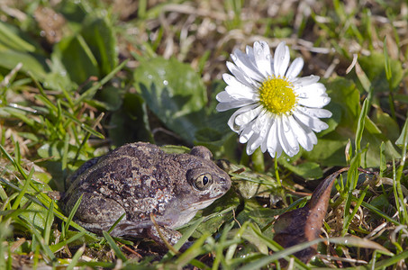 草地1摄影照片_大蒜蛙 (Pelobates fuscus) 蟾蜍在春天的草地和花朵上