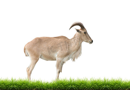 阿里巴巴主图模板摄影照片_长着绿草的母巴巴里羊被隔离