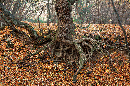 一棵老树的根