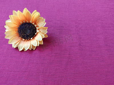 紫红色纸上的向日葵黄色
