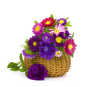 篮子里一束五颜六色的紫苑花