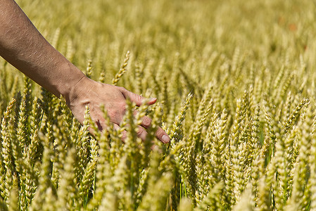 在炎热的夏日，田里成熟的大麦，农夫在金色的麦田里用手抚摸着他的庄稼。