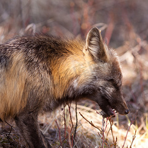 吃掉摄影照片_赤狐，狐狸属，杀死并吃掉一只老鼠