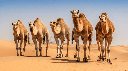沙漠骆驼摄影摄影照片_一群骆驼在沙漠中行走