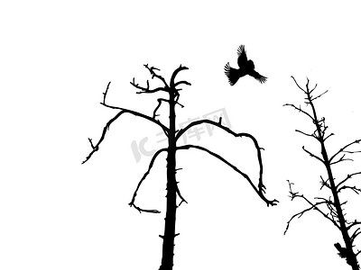 矢量创意树设计摄影照片_矢量剪影干树和孤立的白色背景上的鸟