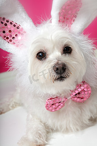 兔子粉色摄影照片_穿着花式兔子服装的漂亮毛茸茸的白狗