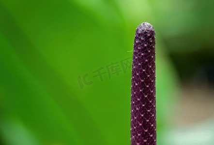 蔓藤植物茎