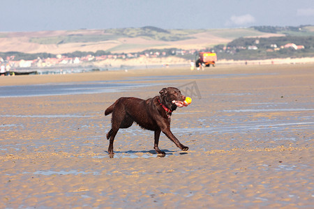 夏天在沙滩上玩球的狗