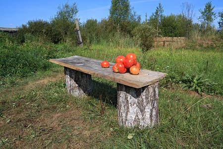 长木凳摄影照片_长木凳上成熟的西红柿