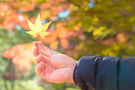 银杏叶摄影照片_在日本京都，亚洲游客手拿秋天的黄色枫叶，背景枫树模糊。
