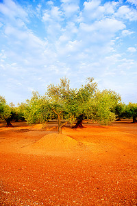 西班牙红土中的橄榄树田