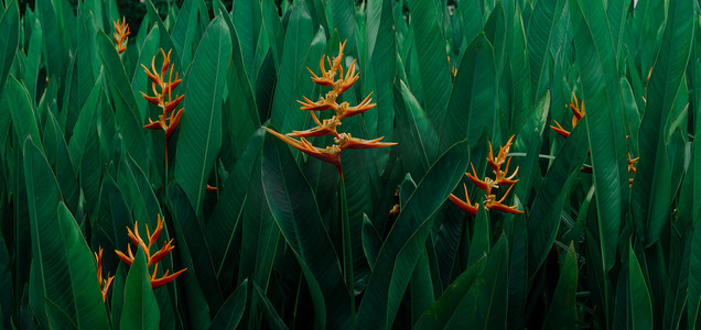 许多橙色的热带异国情调的花朵在茂密的叶子上绽放，深绿色的自然背景。