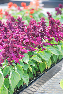 紫色丹参芨草，黑色托盘中的红色花卉植物