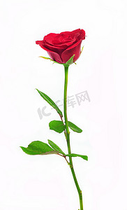 孤立在白色背景上的一朵红玫瑰花