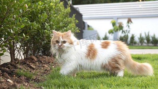 一只波斯猫在前院的草地上行走，星星