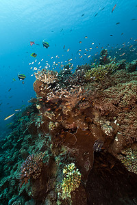 红海中的鱼和热带珊瑚礁。