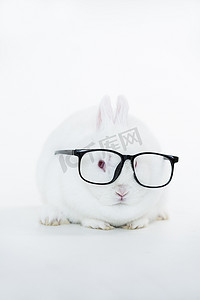 白兔眼睛摄影照片_戴着人类眼镜的白兔