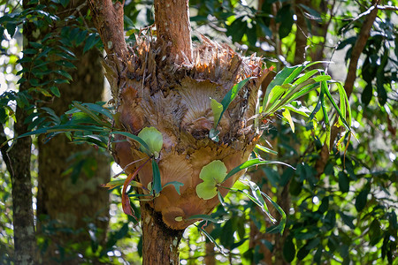热带森林中一棵树上的鹿角蕨