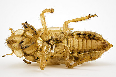 外骨骼摄影照片_昆虫离开后的蝉的外骨骼
