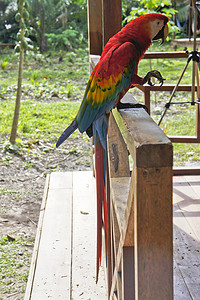 南美洲秘鲁亚马逊盆地的鹦鹉