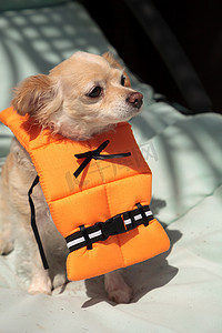 可爱的吉娃娃狗在万圣节服装航海橙色生活 v
