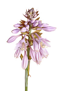茎上有玉簪的紫色花朵