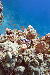 蓝色水背景下热带海底珊瑚礁与珊瑚礁和砗磲