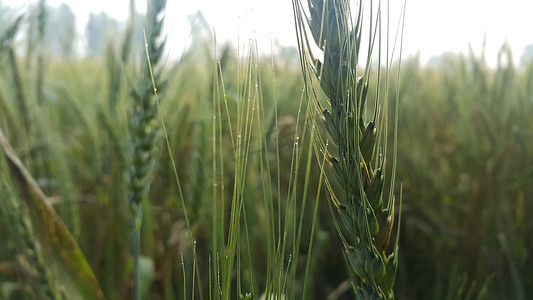 大麦田中大麦小穗或黑麦的特写视图。