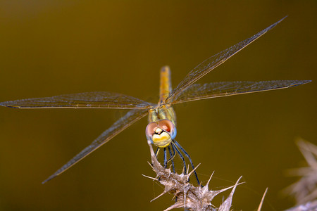 蜻蜓背景摄影照片_蜻蜓 ( sympetrum sp )