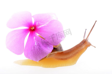 白色背景上带紫色花的蜗牛