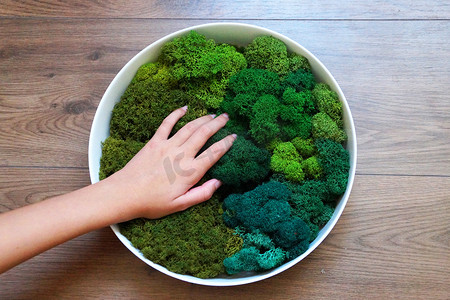 一个女人的手放在绿色稳定苔藓的圆形面板上，用于办公室或公寓的生态室内装饰
