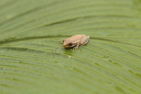 小松树林树蛙 Dryphophytes femoralis 栖息在 gr