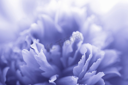 蓝色牡丹花-抽象背景
