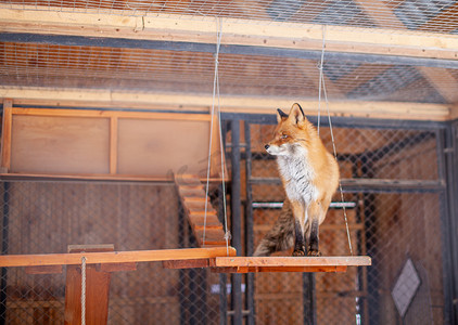 野生红狐狸坐在动物园的笼子里。