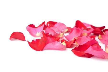 孤立的红色和粉色玫瑰花瓣
