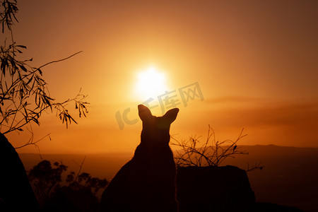 一只梅摄影照片_一只袋鼠在岩石上的剪影，背景是美丽的日落。