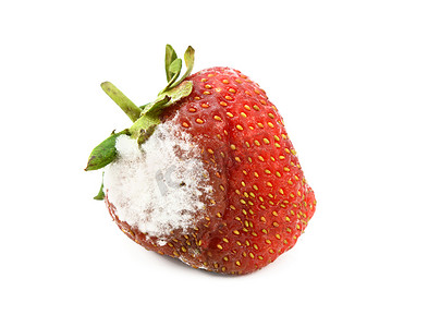 有霉斑的红草莓