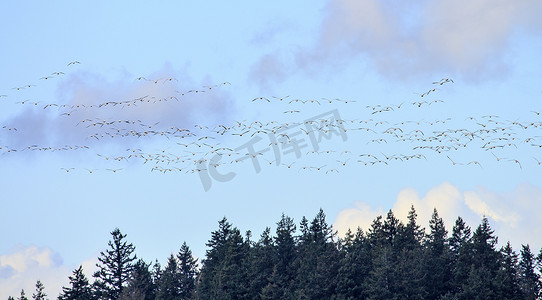 成百上千的雪雁飞过蓝天绿华盛顿