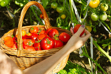 在温室里，女孩的手将成熟的红色生态番茄收集到一个柳条篮子里。