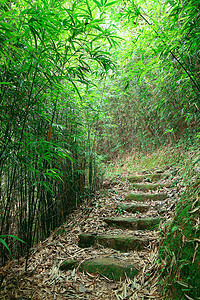 翠竹林——一条小路穿过茂密的竹林