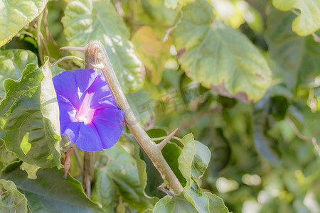 南非花园和公园里美丽的紫蓝色花朵。