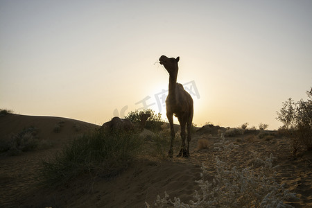 黄昏时分，沙漠中的骆驼，拉贾斯坦邦斋沙默尔的塔尔沙漠