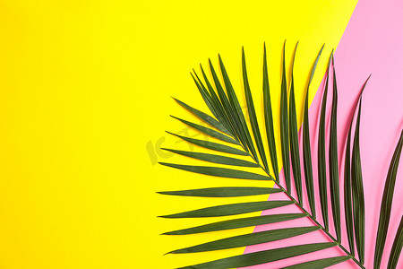 彩色背景中美丽的热带棕榈叶，文字空间