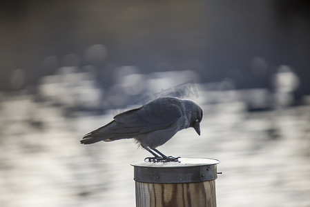 西部寒鸦 (corvus monedula) 挪威 kaie