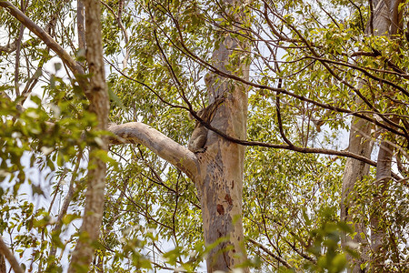 澳大利亚考拉在自然栖息地