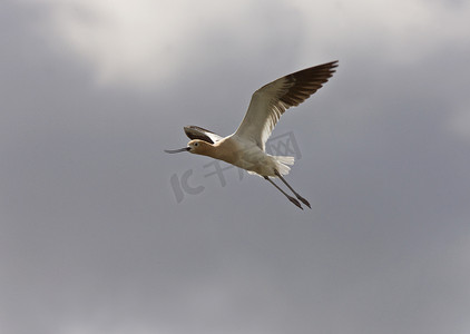 Avocet 在加拿大萨斯喀彻温省飞行