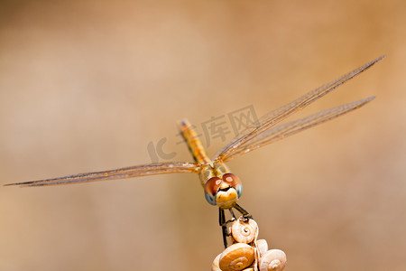 蜻蜓 ( sympetrum sp )