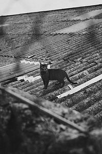 屋顶上一只猫看着相机的黑白照片