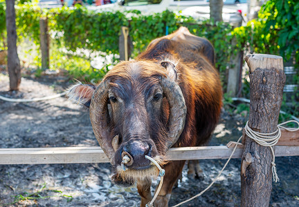 无私付出摄影照片_泰国水牛，由于大量使用，在表演中，让游客付出代价