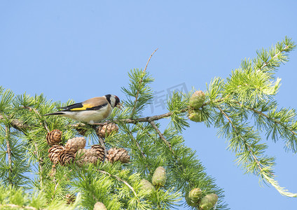 特写雄性欧洲金翅雀 Carduelis carduelis 坐在落叶松树的树枝上，啄食锥形种子。